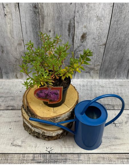 'Blue Silver' - różanecznik miniaturowy
Rhododendron impeditum 'Blue Silver'