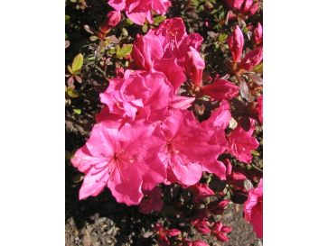 'Canzonetta' - azalia japońska
Rhododendron 'Canzonetta'