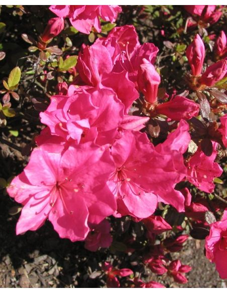 'Canzonetta' - azalia japońska
Rhododendron 'Canzonetta'