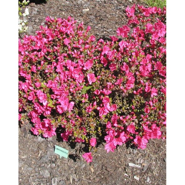 'Canzonetta' - azalia japońska
Rhododendron 'Canzonetta'