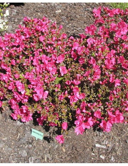'Canzonetta' - azalia japońska
Rhododendron 'Canzonetta'