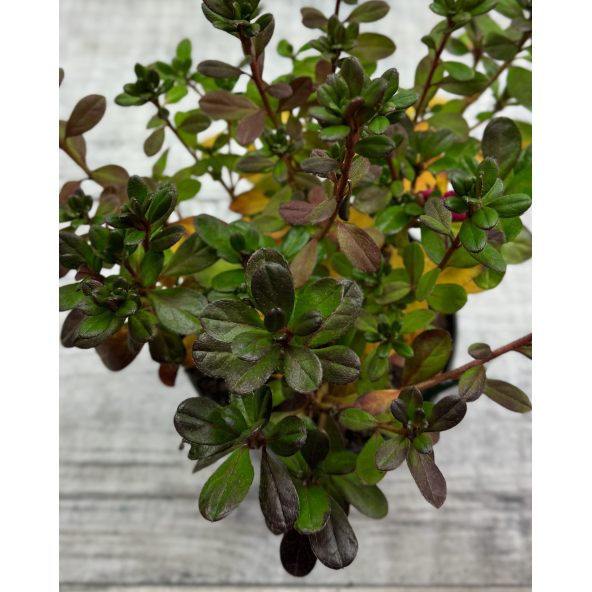 'Canzonetta' - azalia japońska
Rhododendron 'Canzonetta'