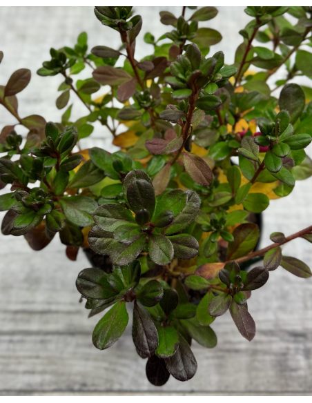 'Canzonetta' - azalia japońska
Rhododendron 'Canzonetta'