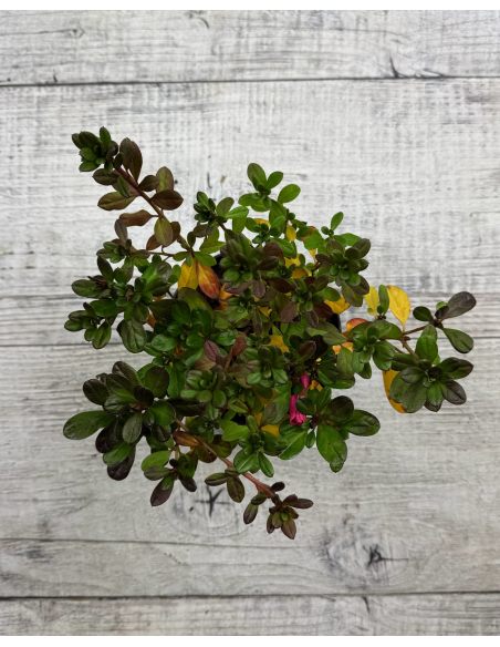 'Canzonetta' - azalia japońska
Rhododendron 'Canzonetta'