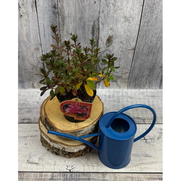 'Canzonetta' - azalia japońska
Rhododendron 'Canzonetta'