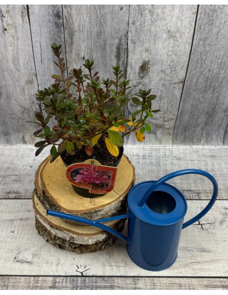 'Canzonetta' - azalia japońska
Rhododendron 'Canzonetta'