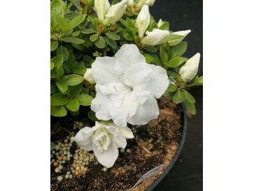 'Hachkiss' CITA  - azalia japońska 
Rhododendron 'Hachkiss' CITA