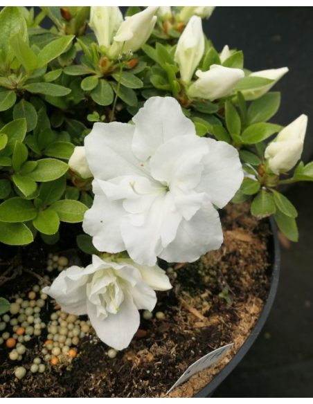 'Hachkiss' CITA  - azalia japońska 
Rhododendron 'Hachkiss' CITA