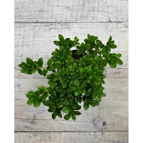 'Hachkiss' CITA  - azalia japońska 
Rhododendron 'Hachkiss' CITA