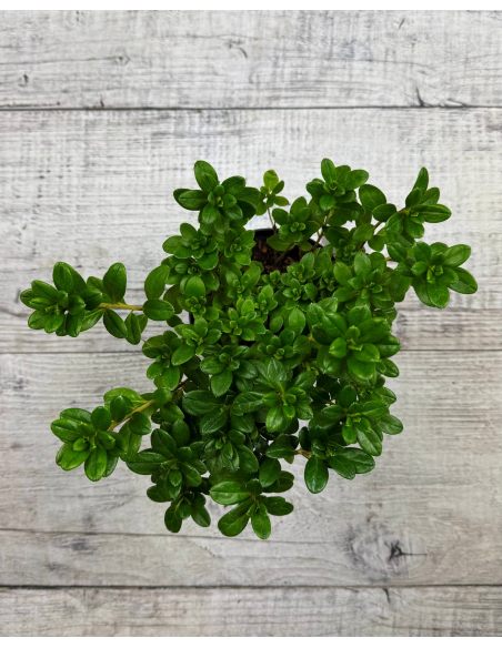 'Hachkiss' CITA  - azalia japońska 
Rhododendron 'Hachkiss' CITA