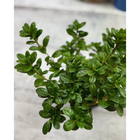 'Hachkiss' CITA  - azalia japońska 
Rhododendron 'Hachkiss' CITA