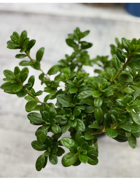 'Hachkiss' CITA  - azalia japońska 
Rhododendron 'Hachkiss' CITA