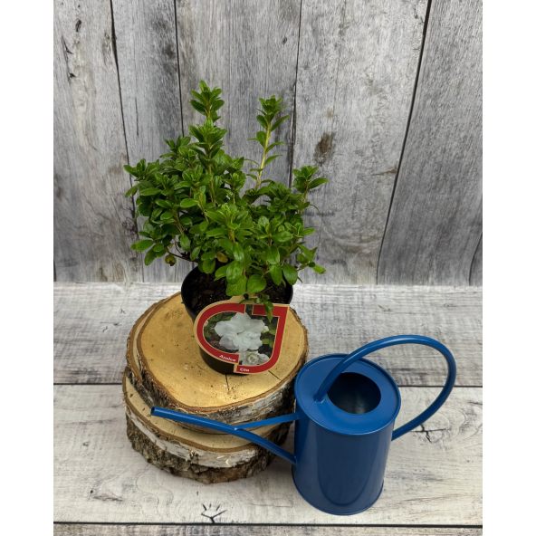 'Hachkiss' CITA  - azalia japońska 
Rhododendron 'Hachkiss' CITA