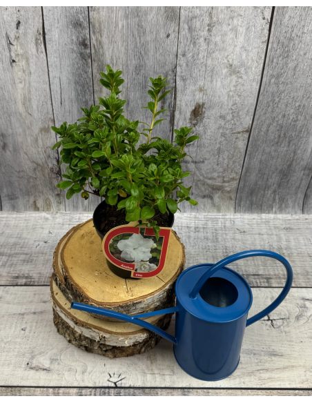 'Hachkiss' CITA  - azalia japońska 
Rhododendron 'Hachkiss' CITA