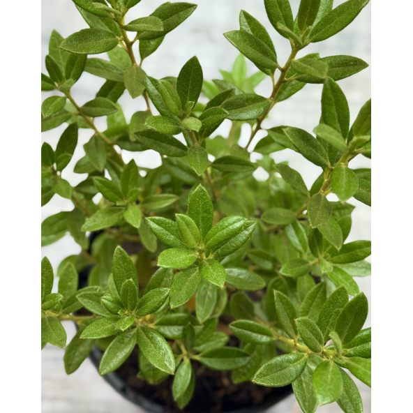 'Cream Crest' - azalia japońska
Rhododendron 'Cream Crest'