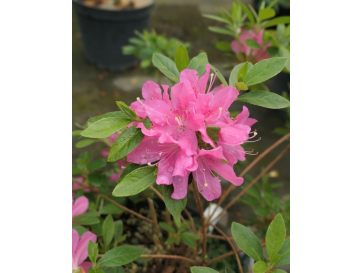 'Diamant Rosa' - azalia japońska
Rhododendron 'Diamant Rosa'