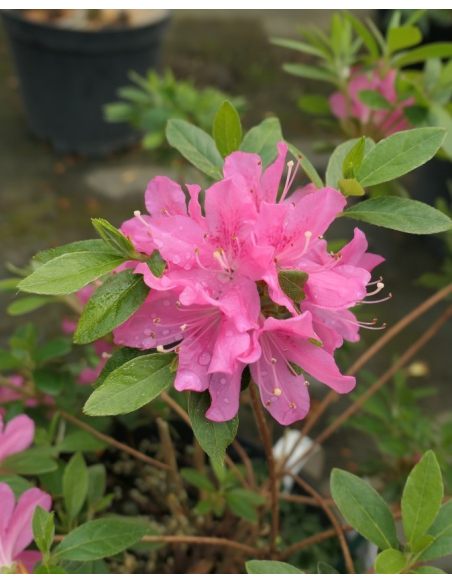 'Diamant Rosa' - azalia japońska
Rhododendron 'Diamant Rosa'
