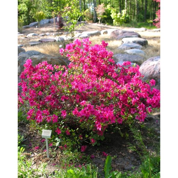 'Diamant Rosa' - azalia japońska
Rhododendron 'Diamant Rosa'