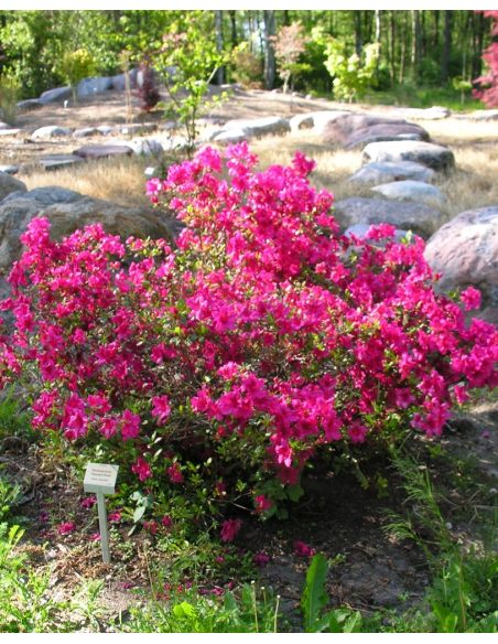 'Diamant Rosa' - azalia japońska
Rhododendron 'Diamant Rosa'