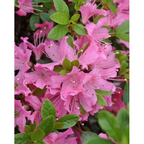 'Diamant Rosa' - azalia japońska
Rhododendron 'Diamant Rosa'