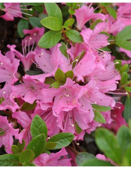 'Diamant Rosa' - azalia japońska
Rhododendron 'Diamant Rosa'