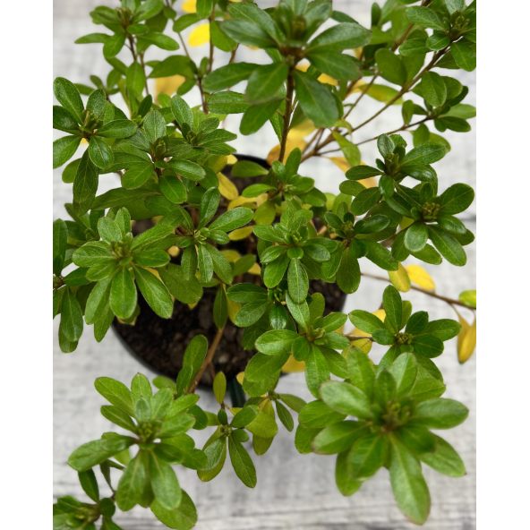 'Diamant Rosa' - azalia japońska
Rhododendron 'Diamant Rosa'