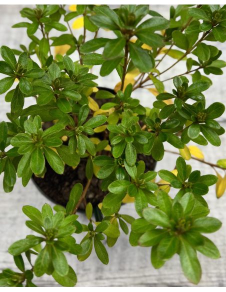 'Diamant Rosa' - azalia japońska
Rhododendron 'Diamant Rosa'