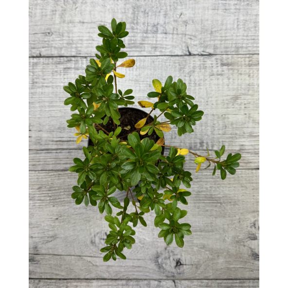 'Diamant Rosa' - azalia japońska
Rhododendron 'Diamant Rosa'