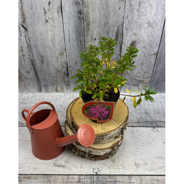 'Diamant Rosa' - azalia japońska
Rhododendron 'Diamant Rosa'