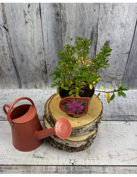 'Diamant Rosa' - azalia japońska
Rhododendron 'Diamant Rosa'