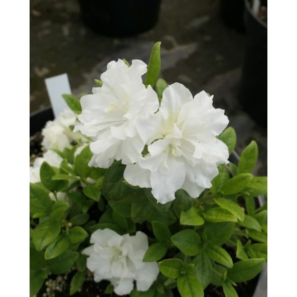 'Hacheis' EISPRINZESSIN - azalia japońska 
Rhododendron 'Hacheis' EISPRINZESSIN