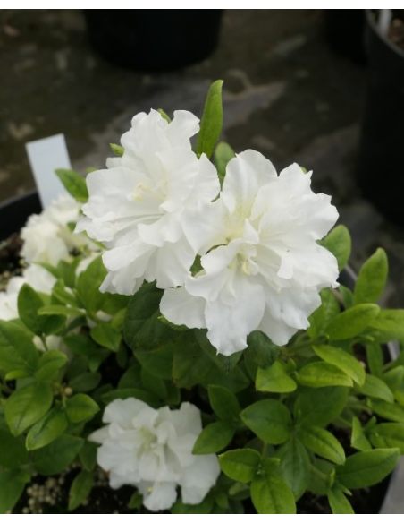 'Hacheis' EISPRINZESSIN - azalia japońska 
Rhododendron 'Hacheis' EISPRINZESSIN