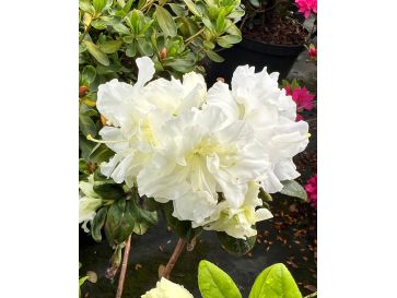 'Hacheis' EISPRINZESSIN - azalia japońska 
Rhododendron 'Hacheis' EISPRINZESSIN