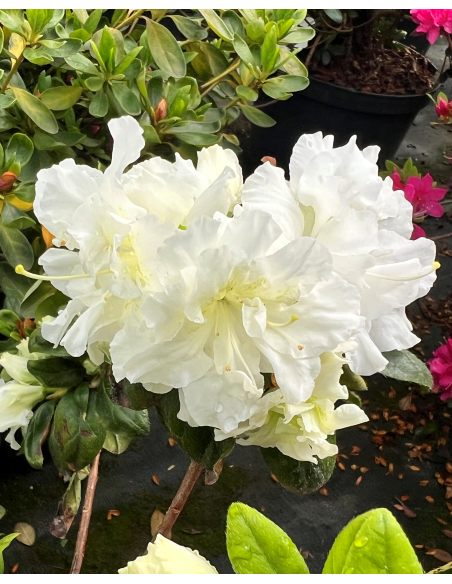 'Hacheis' EISPRINZESSIN - azalia japońska 
Rhododendron 'Hacheis' EISPRINZESSIN