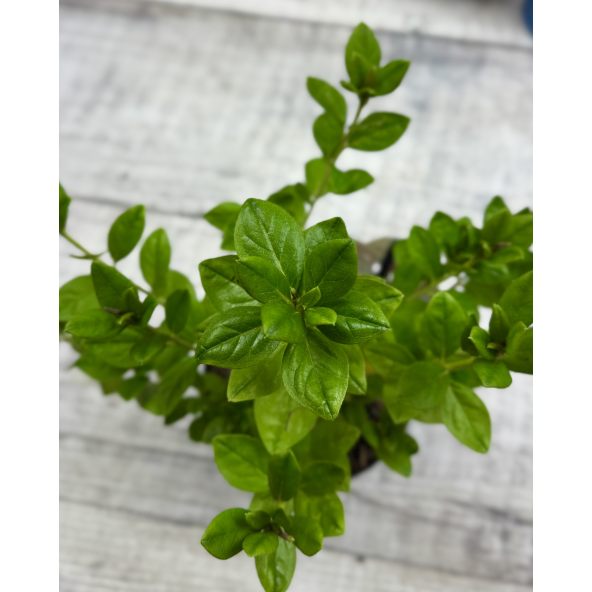 'Hacheis' EISPRINZESSIN - azalia japońska 
Rhododendron 'Hacheis' EISPRINZESSIN