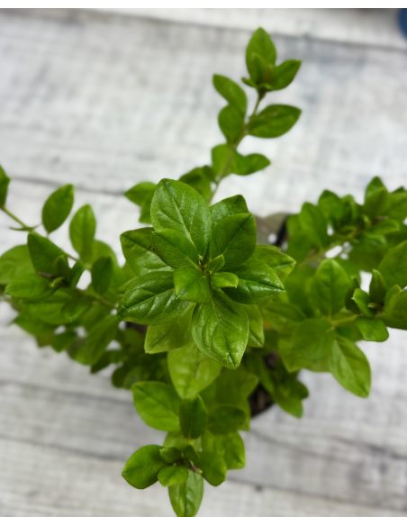 'Hacheis' EISPRINZESSIN - azalia japońska 
Rhododendron 'Hacheis' EISPRINZESSIN