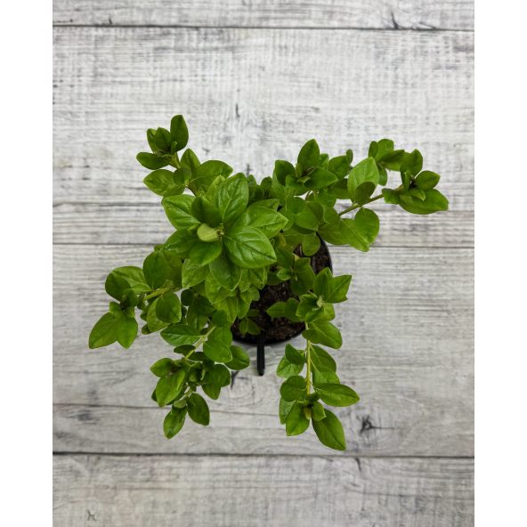 'Hacheis' EISPRINZESSIN - azalia japońska 
Rhododendron 'Hacheis' EISPRINZESSIN