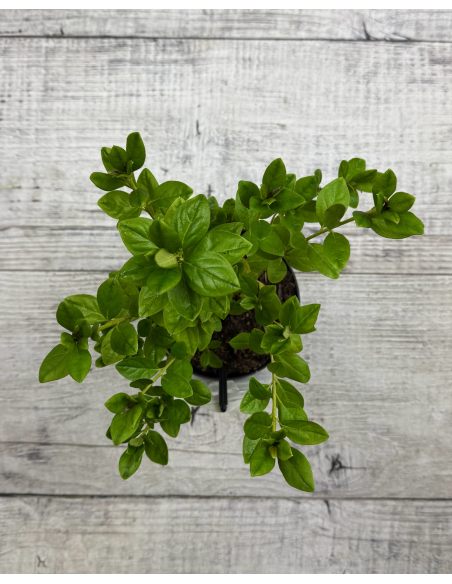 'Hacheis' EISPRINZESSIN - azalia japońska 
Rhododendron 'Hacheis' EISPRINZESSIN