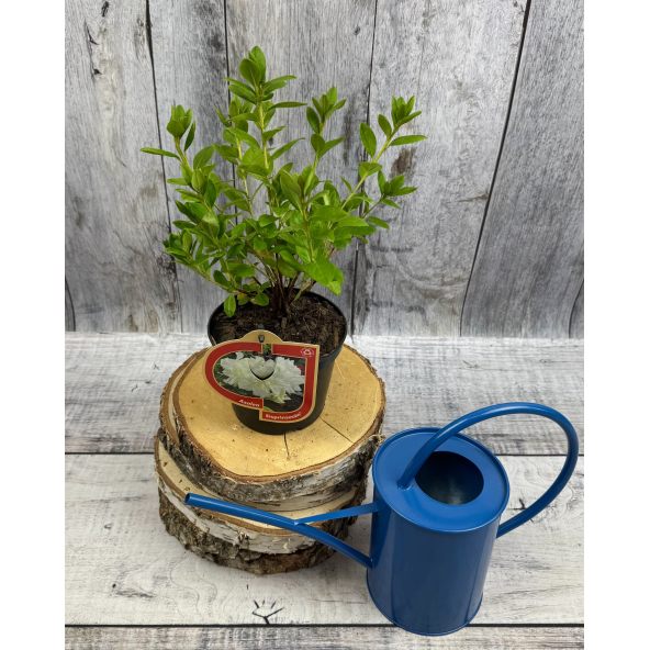 'Hacheis' EISPRINZESSIN - azalia japońska 
Rhododendron 'Hacheis' EISPRINZESSIN