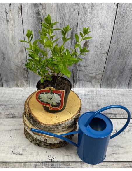 'Hacheis' EISPRINZESSIN - azalia japońska 
Rhododendron 'Hacheis' EISPRINZESSIN