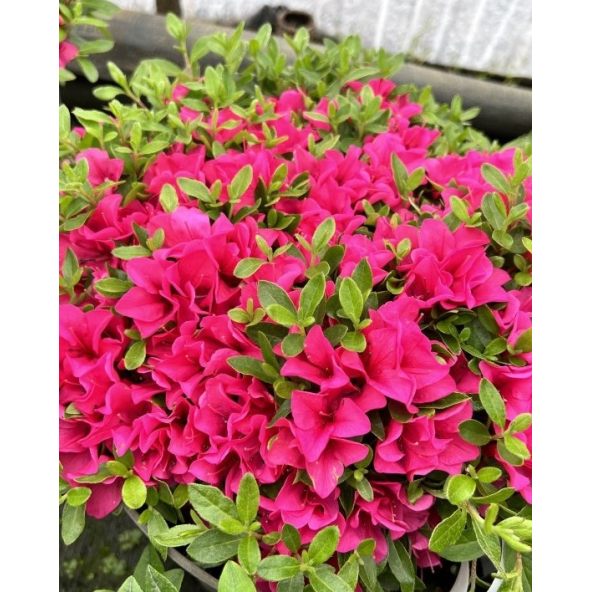 'Elfriede' - azalia japońska
Rhododendron 'Elfriede'