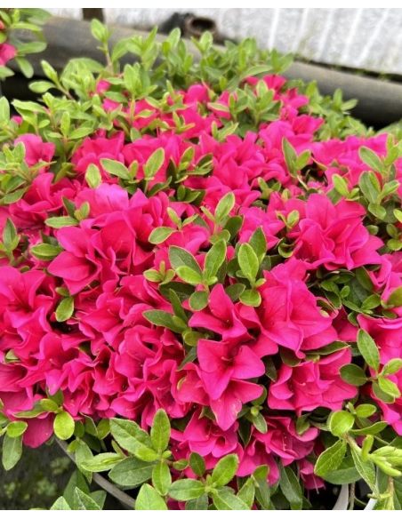 'Elfriede' - azalia japońska
Rhododendron 'Elfriede'