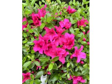 'Elfriede' - azalia japońska
Rhododendron 'Elfriede'