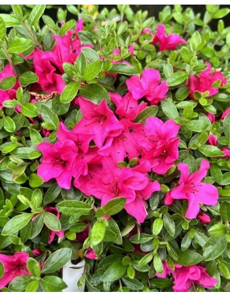 'Elfriede' - azalia japońska
Rhododendron 'Elfriede'