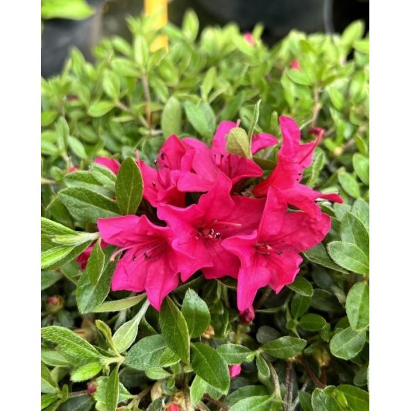 'Elfriede' - azalia japońska
Rhododendron 'Elfriede'