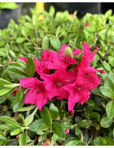 'Elfriede' - azalia japońska
Rhododendron 'Elfriede'