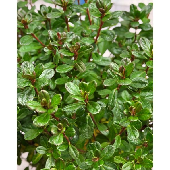 'Elfriede' - azalia japońska
Rhododendron 'Elfriede'