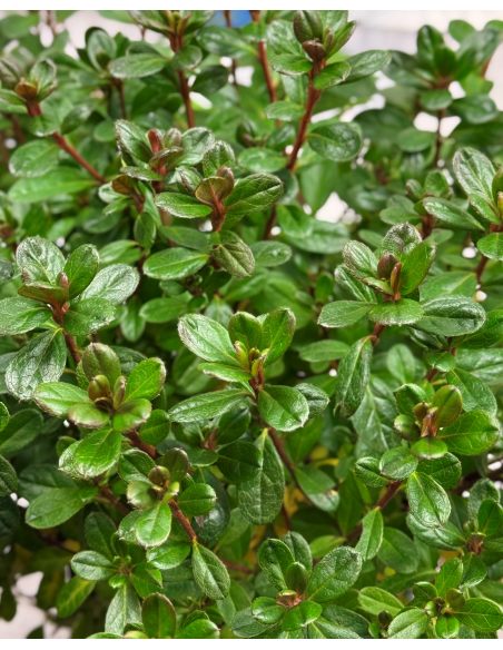 'Elfriede' - azalia japońska
Rhododendron 'Elfriede'