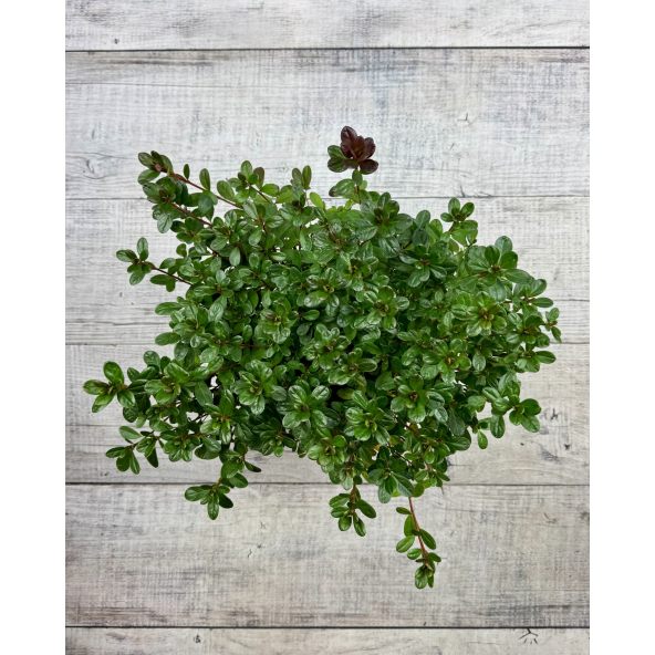 'Elfriede' - azalia japońska
Rhododendron 'Elfriede'