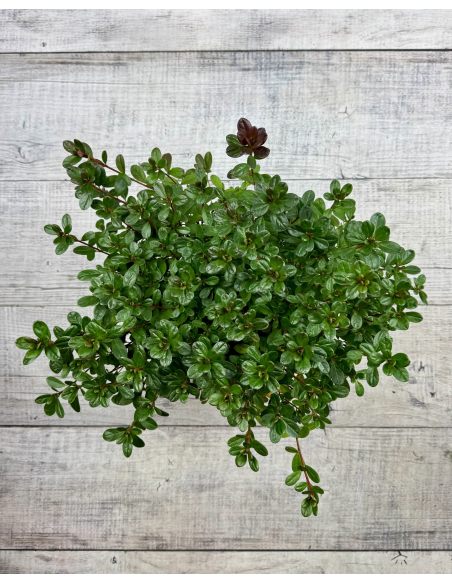 'Elfriede' - azalia japońska
Rhododendron 'Elfriede'